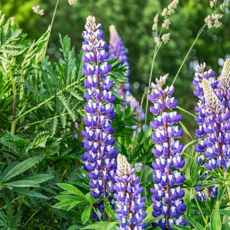 2 Wild Lupine Live Plant, 6-8" Tall in 6" Pot, Easy to Care, Grow Robust Blue Blooms for Butterflies Landscapes - Image 5