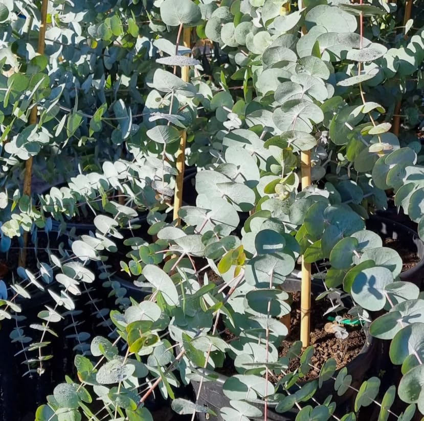 Silver Dollar Eucalyptus Plant Ornamental Eucalyptus Tree, Fragrant Leaves,Silver Dollar Trees 4-6" Tall 4" Pot - Image 3