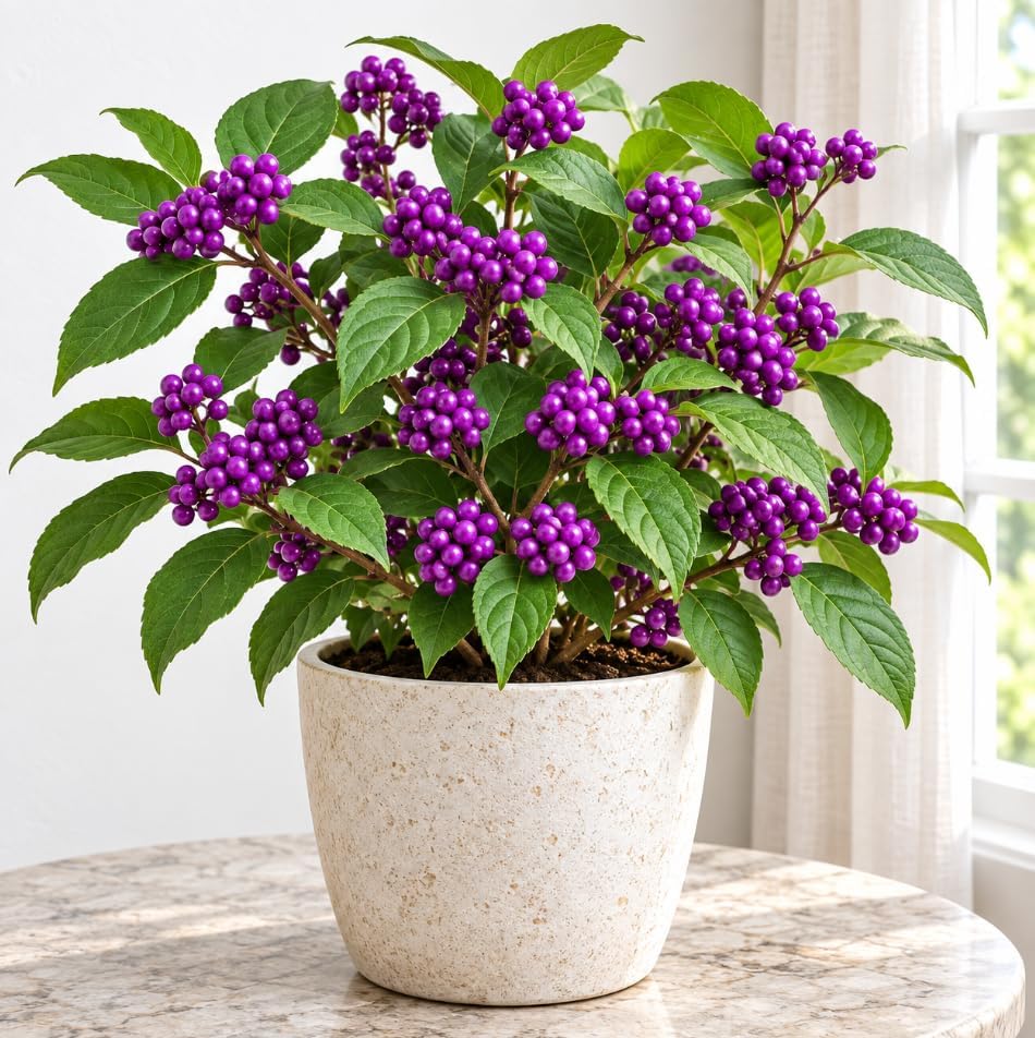 Live American Beautyberry Bush Plant 4-8 Inch Tall, Vibrant Purple Berries Shrub, Berry Bush for Garden, No Ship Pot by Unknown