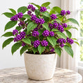 Live American Beautyberry Bush Plant 4-8 Inch Tall, Vibrant Purple Berries Shrub, Berry Bush for Garden, No Ship Pot by Unknown