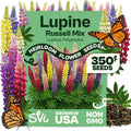 SVI 350 Mix Russell Lupine Seeds (Lupinus polyphyllus) – Heirloom Perennial Lupine Seed Packets, Wildflower Seed Mix – Cut Flower Seeds for Flower Garden, Borders & Meadow Planting Outdoors by SVI
