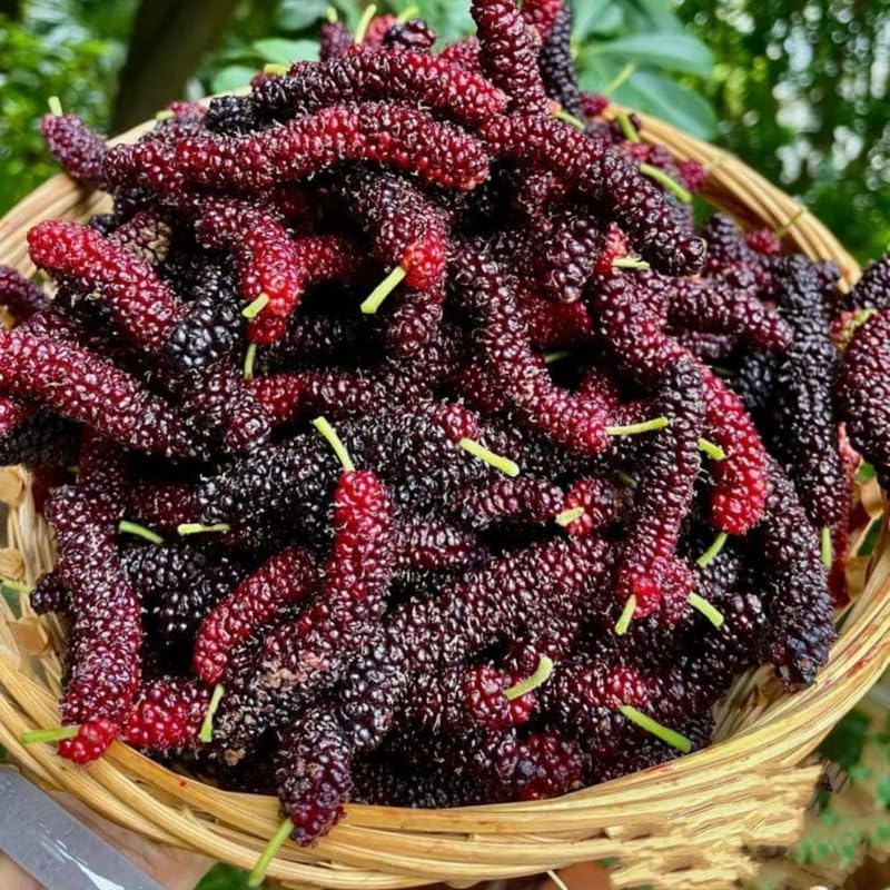 Pakistan Mulberry Live Plant, 4-8 Inch Tall Hardy Fruit Tree - Image 4