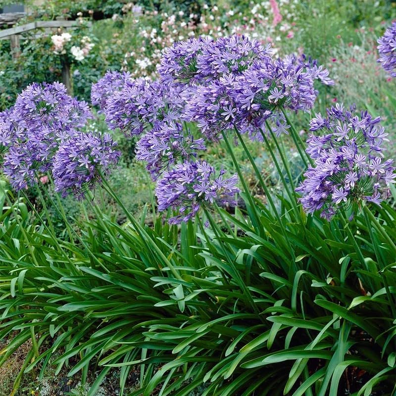 Votaniki African Lily (Agapanthus) Rhizomes – Hardy Perennial with Stunning Blue & White Blooms – Summer Flowers, Easy to Grow & Drought Tolerant (5 Pack) by Votaniki