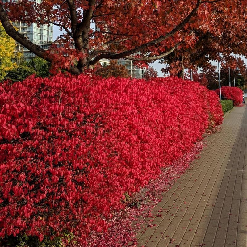 Dwarf Red Burning Bush Live Plant, Fall Color Shrub, 4 Inch Pot - Image 7