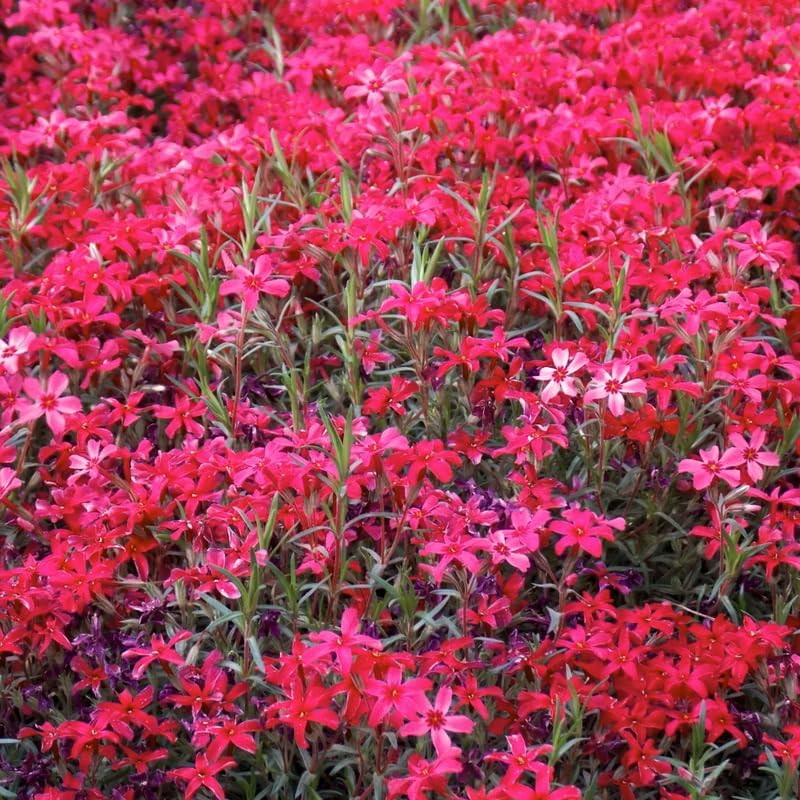 2 Red Creeping Phlox Live Plants, Perennial Flowers, 4" Pot - Image 2