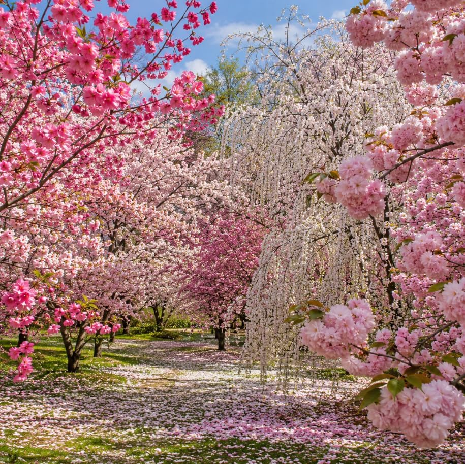 3 Live Flowering Cherry Blossom Trees Assorted Varieties - Random Okame, Double Pink, Yoshino, White Weeping, Snowgoose or Kwanzan Cherry Tree Live Plants 5-12" Tall 3" Pot - Image 2