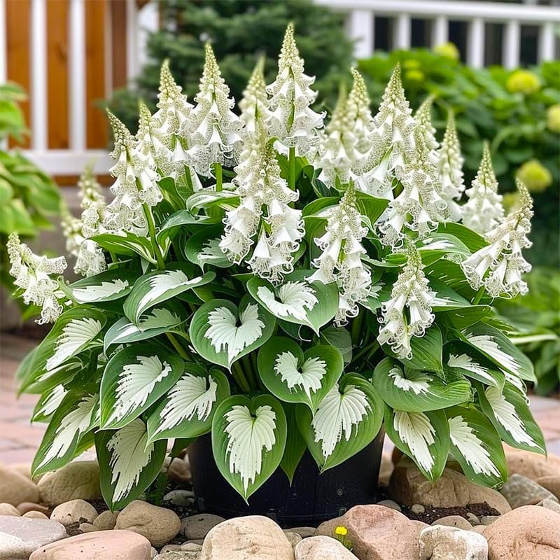 315+ Perennial Mix Color Hosta Seeds for Planting in Outdoor Garden - Shade Tolerant Plant Seeds,Ideal for Borders & Containers - Image 7