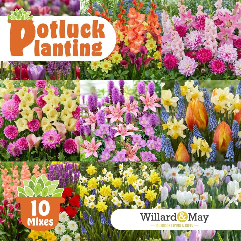 Citrus Zest Punch Flower Bulb Mix - All-in-One Garden Kit - 21 Flower Bulbs per Box - Dahlias, Lilies, Gladiolus - Fragrant - Naturalizing - Easy to Plant Flowers - Live Outdoor Potluck Planting - Image 2