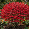 Pack 5 Dwarf Burning Bush Shrub Live Plants Bare Roots,Vibrant Scarlet Red Fall Color, Winged Euonymus Plant 6-12" Tall by Unknown