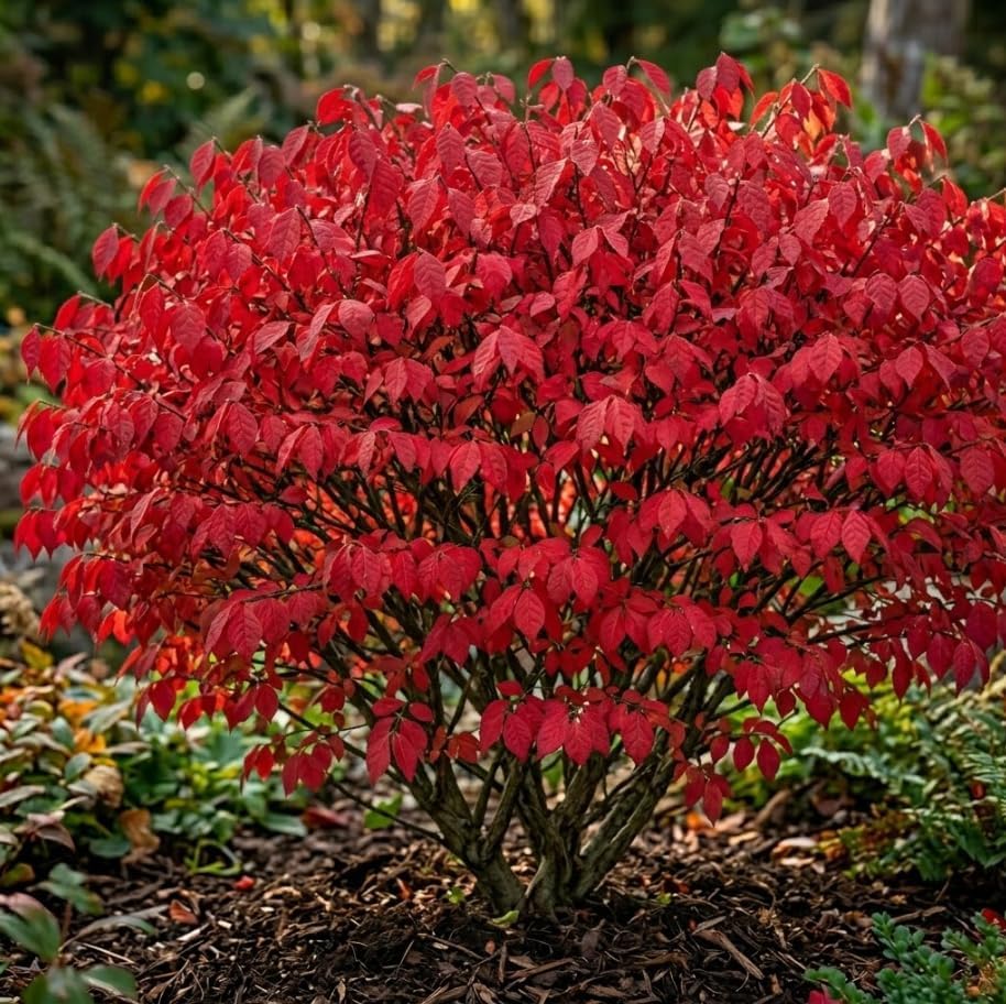 Pack 5 Dwarf Burning Bush Shrub Live Plants Bare Roots,Vibrant Scarlet Red Fall Color, Winged Euonymus Plant 6-12" Tall by Unknown