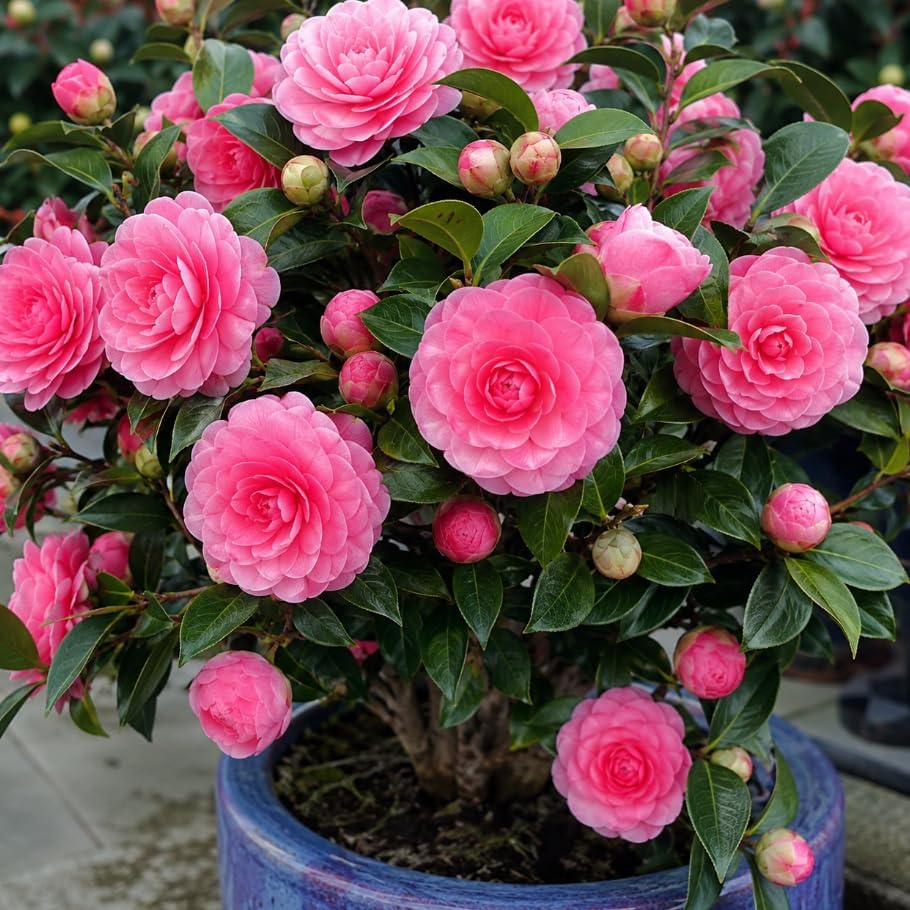 Camellia Live Plants Pink Tea Flowers Shrub Camellia Japonica Tree Fragrant Flower Woody Shrub 4" Pot by Unknown
