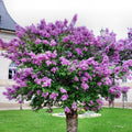 Purple Lilac Bush Live Plant, Hardy Fragrant Flower Shrub, 14-20 Inch Tall by AKTRD