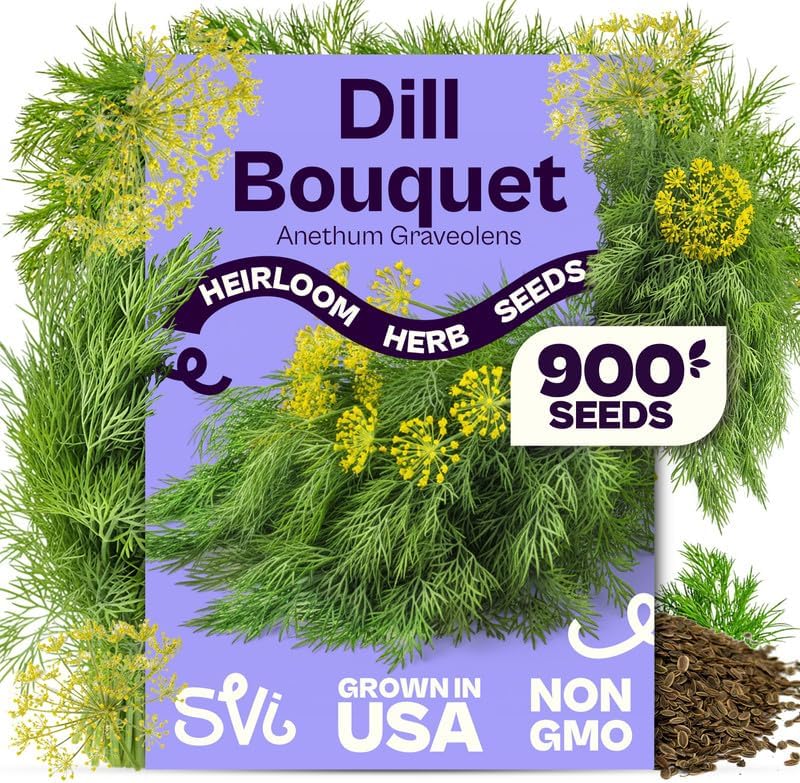 SVI 900 Bouquet Dill Seeds (Anethum graveolens) – Heirloom Dill Seed Packets, Aromatic Leaves & Herbs – Culinary Herb Seeds for Outdoor & Indoor Herb Garden, Raised Beds, Containers by SVI