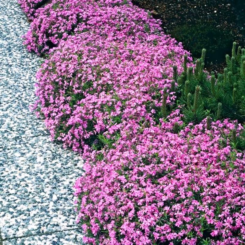 2 Pink Phlox Live Plants, Ground Cover Plant, 2-4 Inch Tall - Image 3