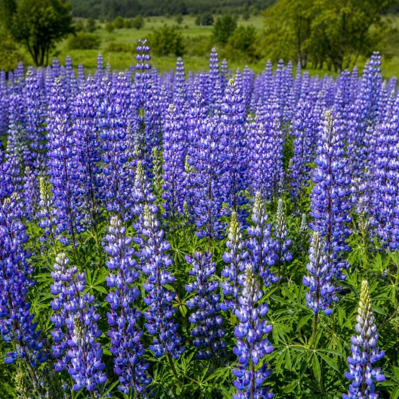 Wild Lupine Live Plant, 2-4" Tall in 3" Pot, Grow Robust, Easy to Care Vibrant Blue Flowers for Pollinator Gardens - Image 5