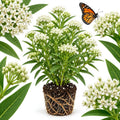 Milkweed Plants Live, White Swamp Milkweed Plants, 4-6 Inch Tall by GINGERGLOW