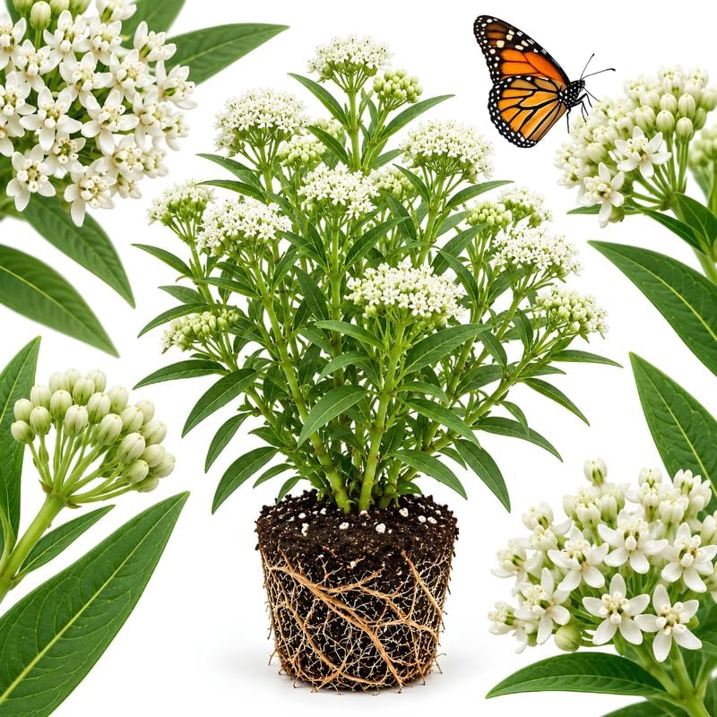 Milkweed Plants Live, White Swamp Milkweed Plants, 4-6 Inch Tall by GINGERGLOW