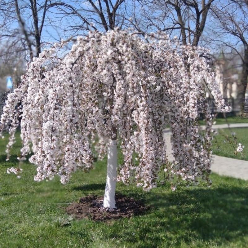Weeping Cherry Blossom Tree Live Plant, 6-12 Inch Tall, 2.5 Inch Pot - Image 3