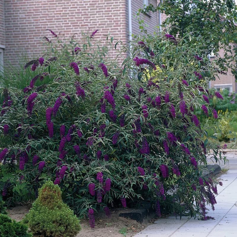 2 Dark Purple Butterfly Bushes Plants, Perennial Flower Shrub, 4-7'' Tall - Image 5