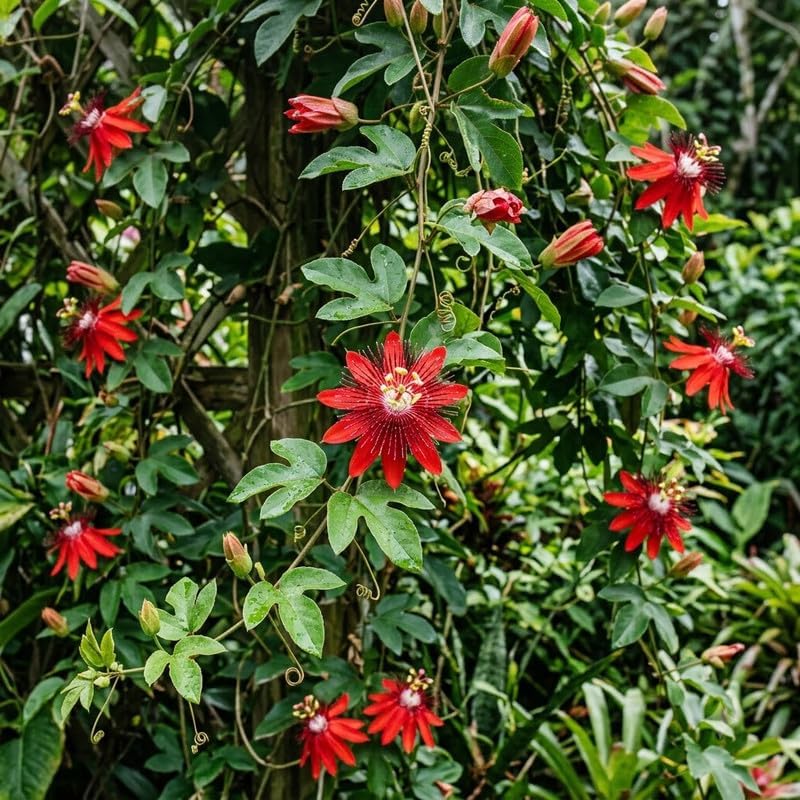 2 Red Passiflora Plants, Colorful Passion Flower Vines, 4-7'' Tall - Image 7