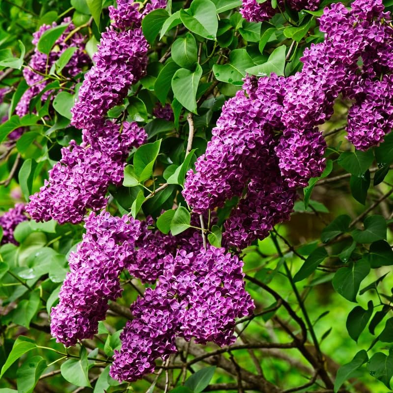 Purple Lilac Bush Live Plant, Hardy Fragrant Flower Shrub, 14-20 Inch Tall - Image 4