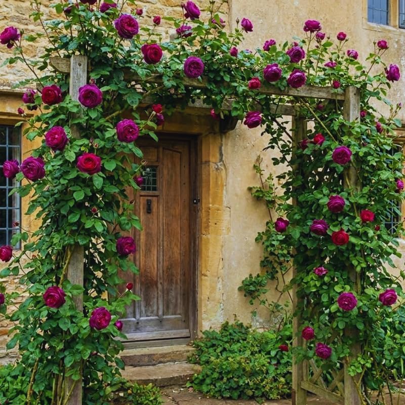 Purple Climbing Roses Live Plant, Rose Bush Plant, 5-7 Inch Tall - Image 5