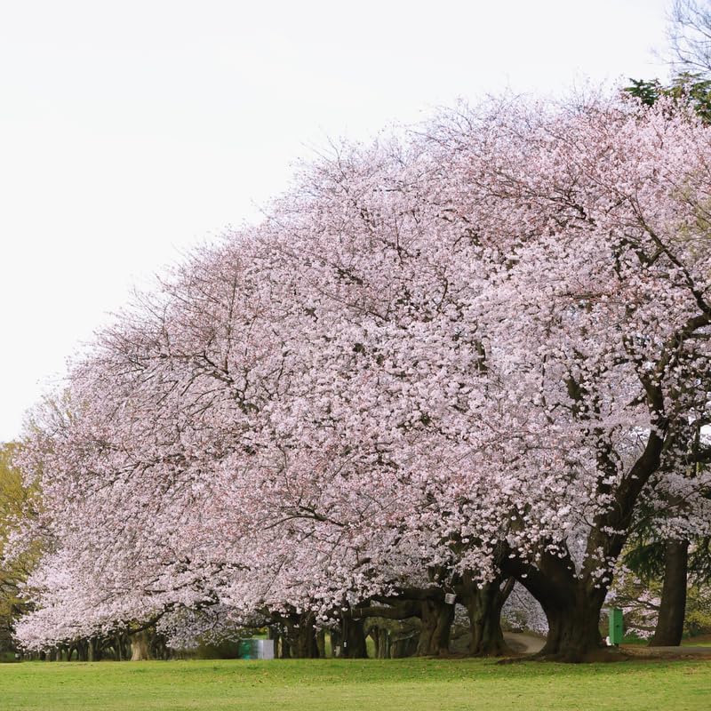 2 Akebono Cherry Tree Live Plant - Image 6
