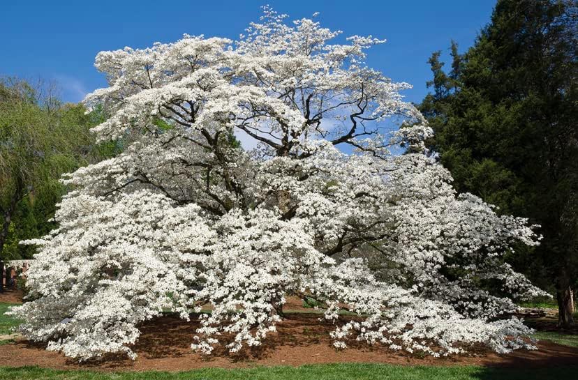 White Dogwood Tree Live Plant 3-4 Ft Tall – Cornus Florida – Huge 4 Inch White Blooms – Outdoor Ornamental Flowering Tree for Yard, Landscaping & Garden – Hardy Deciduous Dogwood - Image 5