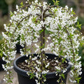 Weeping Cherry Trees Live Plant Cherry Blossom Tree, Ornamental Tree White Spring Blooms, Deciduous Small Plant 6-12" Tall in Small Pot by Unknown