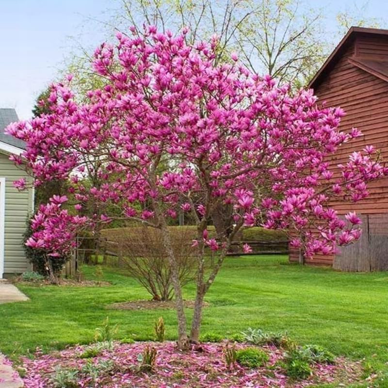 Ann Magnolia Tree Live Plant, Blooming Shrub, 4-8 Inch Tall - Image 2