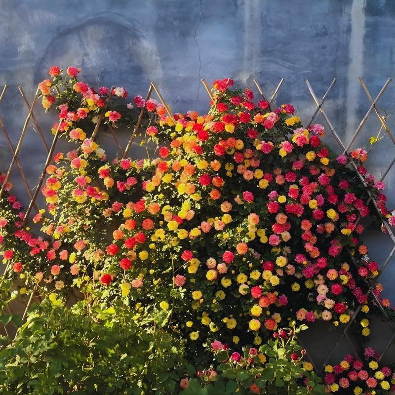 Orange Yellow Live Rose Plant, Ornamental Rose Plant, 5-7 Inch Tall - Image 6