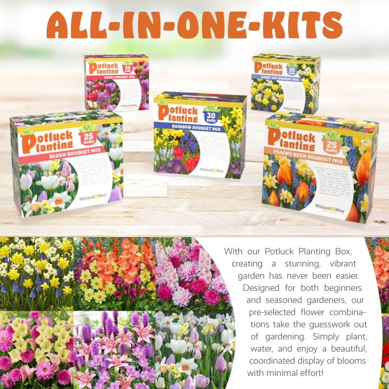 Citrus Zest Punch Flower Bulb Mix - All-in-One Garden Kit - 21 Flower Bulbs per Box - Dahlias, Lilies, Gladiolus - Fragrant - Naturalizing - Easy to Plant Flowers - Live Outdoor Potluck Planting - Image 5