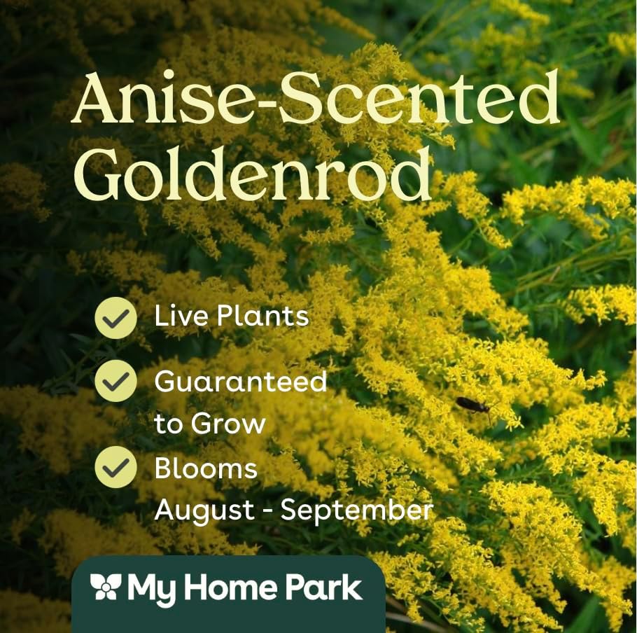 Anise-Scented Goldenrod 3 Live Plants (Solidago odora) – Native Perennial Wildflower for Pollinator Gardens, Fragrant Foliage, Late Season Blooms, Low Maintenance Full Sun Landscaping Plant - Image 3