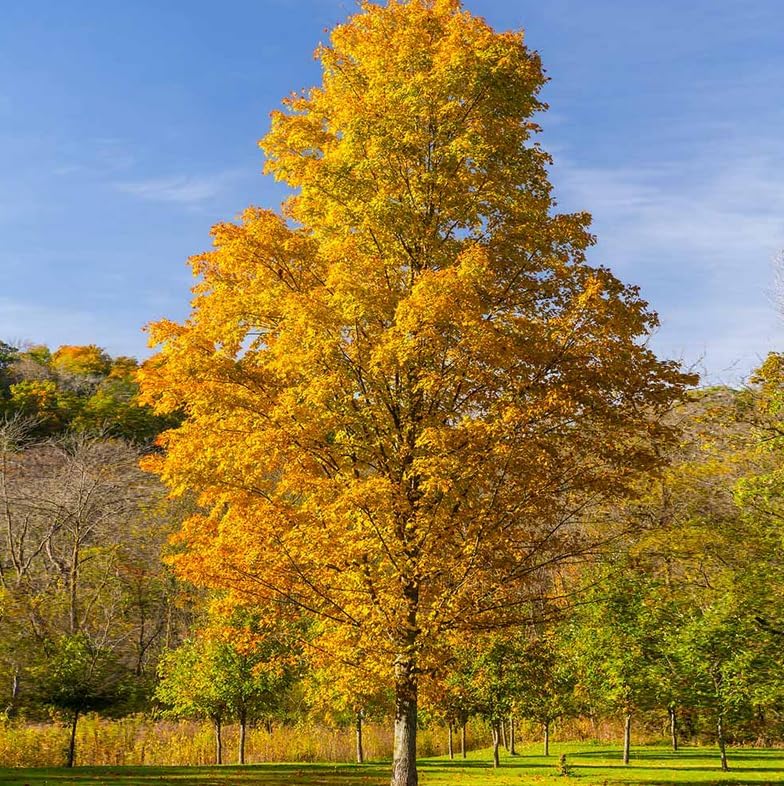 Silver Maple Tree - 10-16" Tall Live Plant - Quart Pot - Fast Growing Native Shade Tree - Acer saccharinum by Unknown