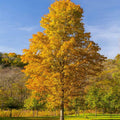 Silver Maple Tree - 10-16" Tall Live Plant - Quart Pot - Fast Growing Native Shade Tree - Acer saccharinum by Unknown