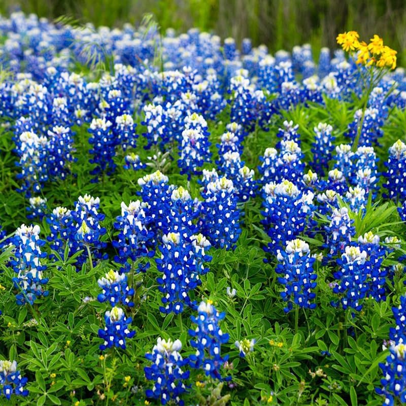 1000Pcs Perennial Texas Bluebonnet Seeds for Planting - Drought-Tolerant Ornamental Flower - Image 2