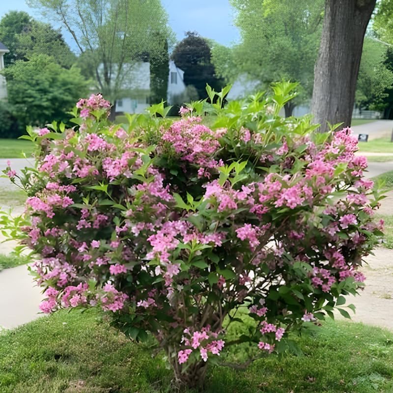 Pink Weigela Live Plant, Patio Shrub, 4 Inch Pot - Image 7