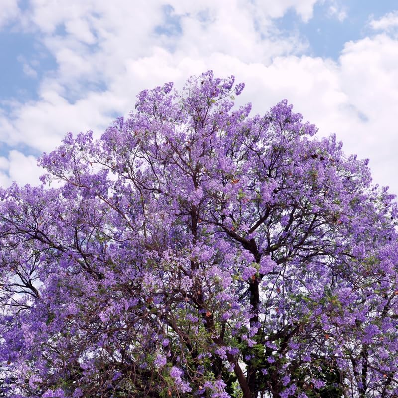 Purple Jacaranda Tree Plant Live, Ornamental Landscape Tree, 4-6 Inch Tall - Image 5