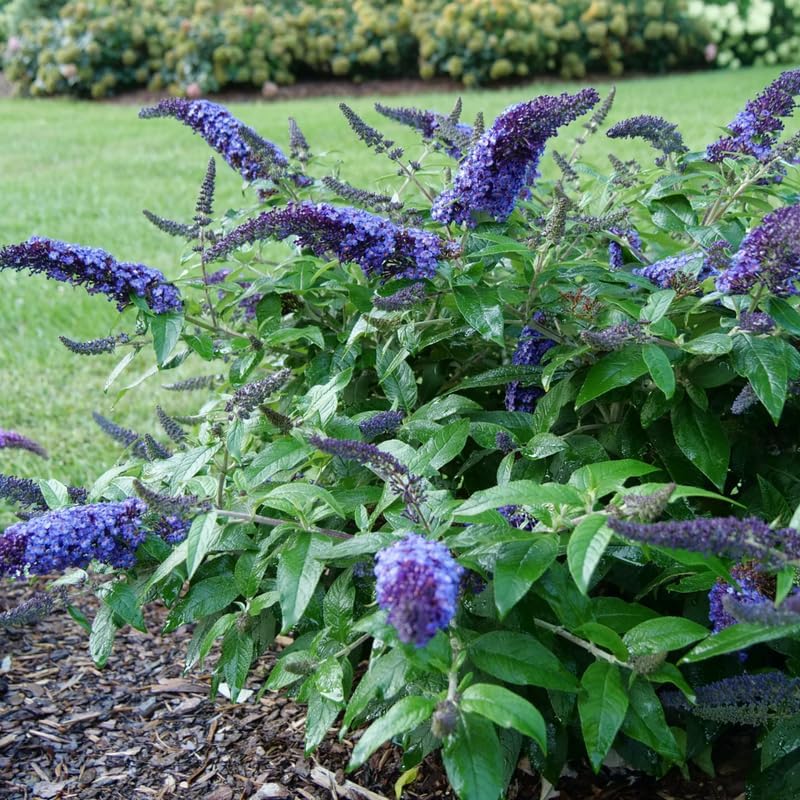 Blue Purple Buddleia Butterfly Bush Live Plant, 5-10 Inch Tall - Image 2