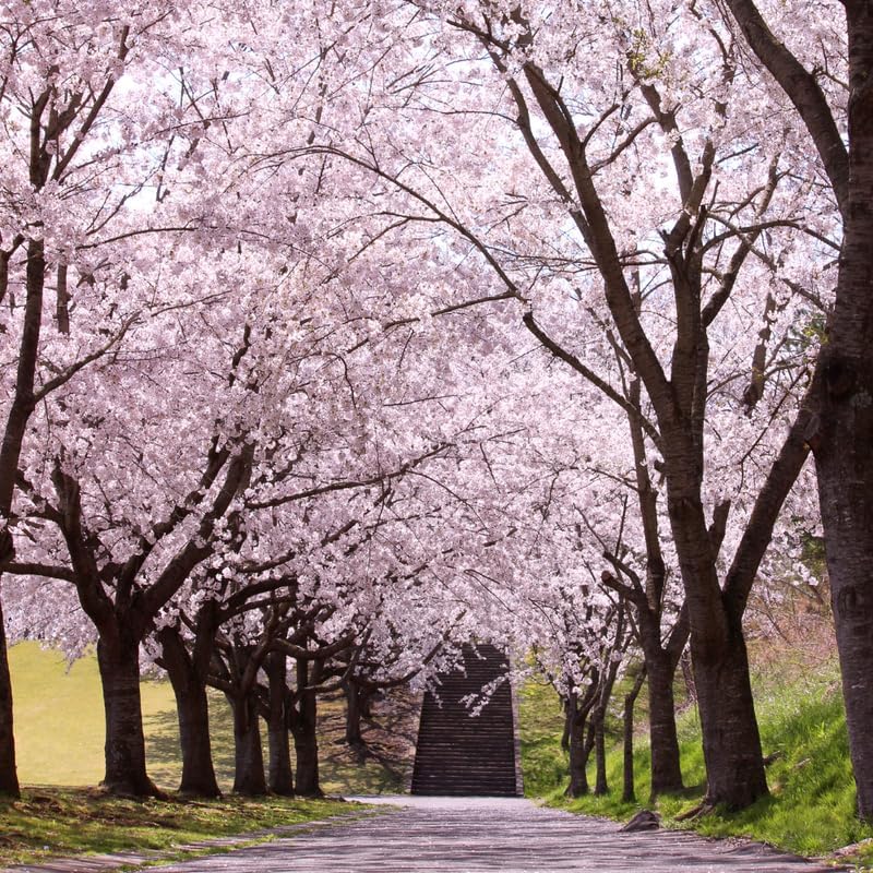 2 Autumnalis Cherry Tree Live Plant - Image 4