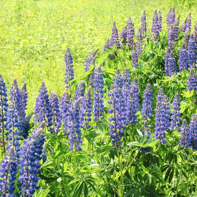 Wild Lupine Live Plant, 4-6" Tall in 4" Pot, Grow Robust, Easy to Care Vibrant Blue Flowers for Pollinator Gardens - Image 2