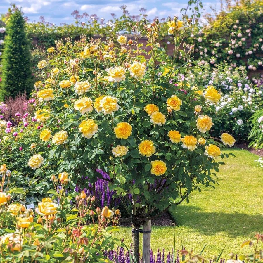 295+ Rose Tree Seeds, Perennial Flower Bush for Outdoor Home Garden Yard Landscape Decoration, Hardy Ornamental Flowering Shrub Gardening Gift - Image 4