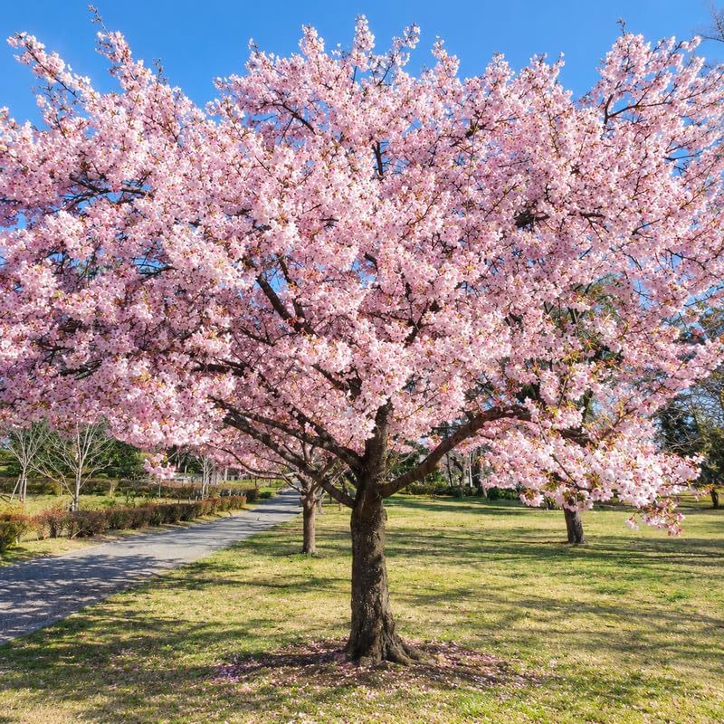 2 Autumnalis Cherry Tree Live Plant by GINGERGLOW