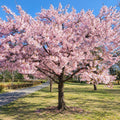 2 Autumnalis Cherry Tree Live Plant by GINGERGLOW