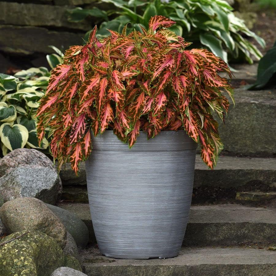 Park Seed Coral Candy Premium Sun Coleus Seeds, AAS Award-Winning Compact Variety with Multicolored Draping Foliage, Shade to Part Sun, Pack of 15 Pelleted Seeds - Image 2