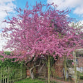 Dark Pink Cherry Blossom Tree Live Plant, 6-12 Inch Tall, 2.5 Inch Pot by Unknown