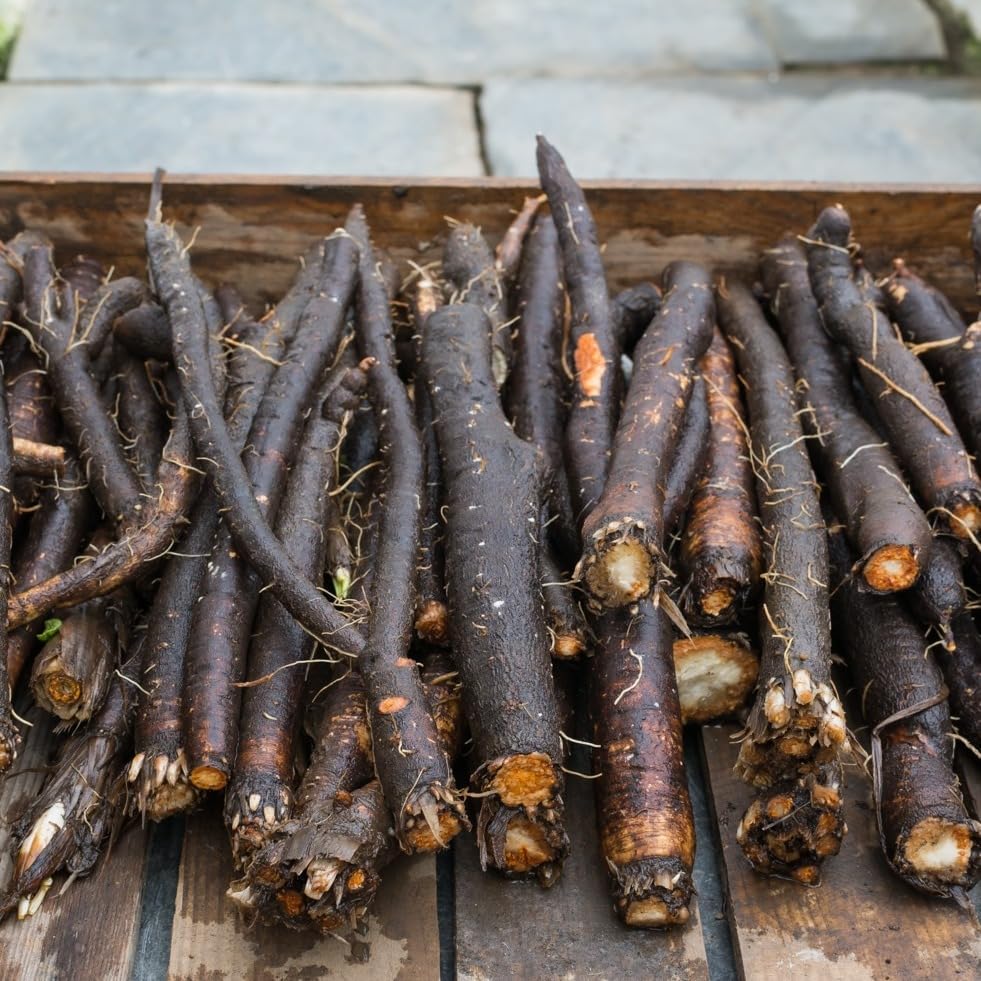 Seeds Oyster Plant Black Root - Salsify Scorzonera - Heirloom Vegetable - GMO Free - Image 7