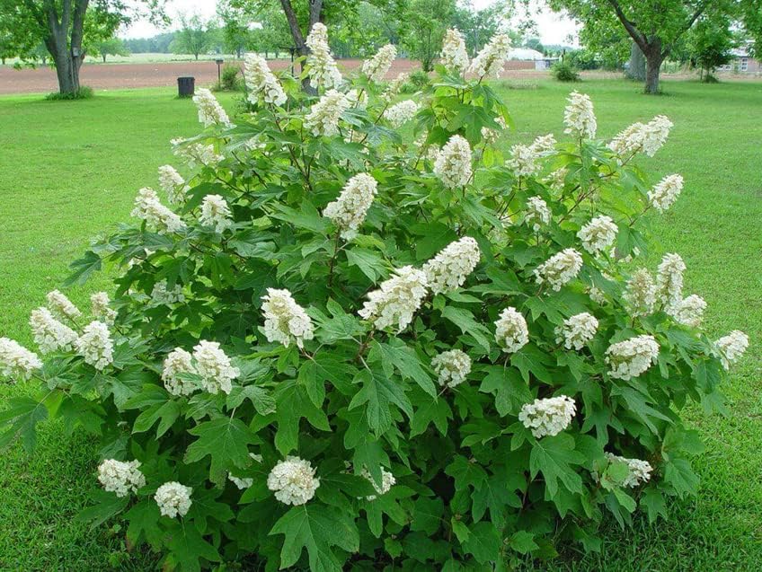 White Oakleaf Hydrangea Live Plant, 4" Pot, 6-12 Inch Tall - Image 5