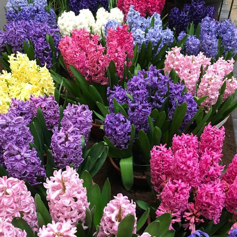 50 Mixed Hyacinth Bulbs – Fragrant Spring Flowers in Assorted Colors – Ideal for Beds & Containers – Bulk of Spring-Blooming Flowers – Easy Fall Planting - Plant in Gardens & Borders - Willard & May - Image 2