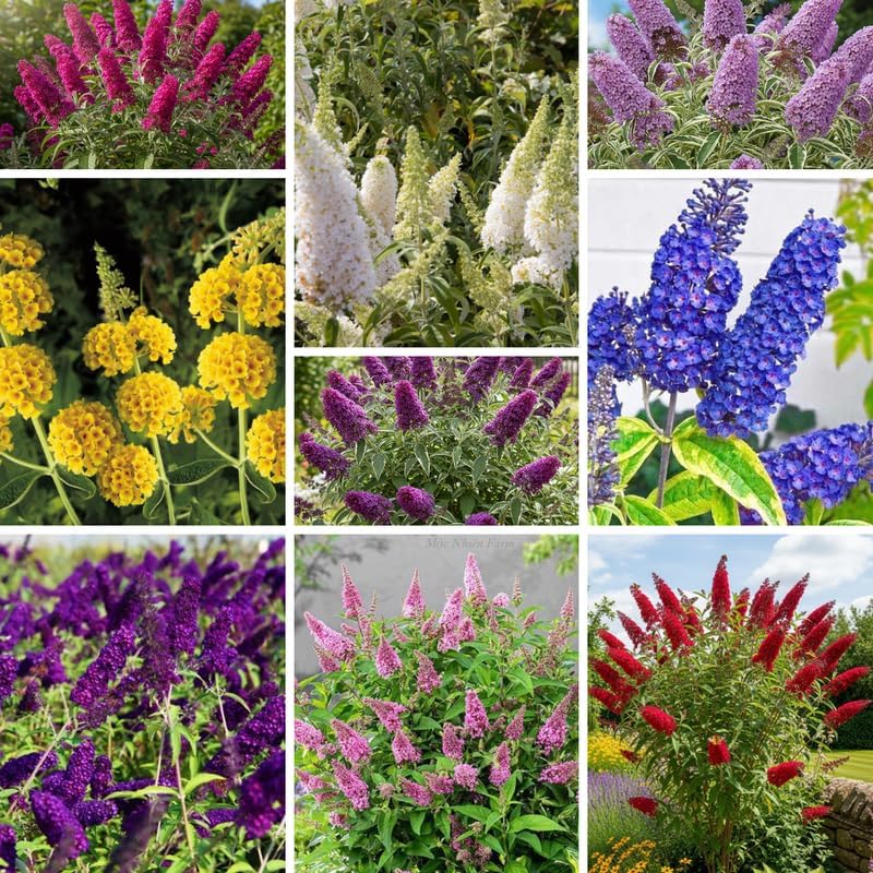 Random Butterfly Bush Live Plant, 5-10 Inch Tall - Image 5